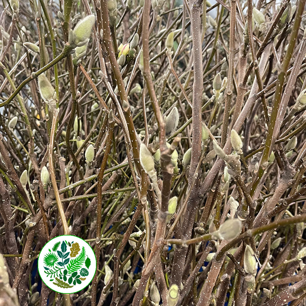 Magnolia &#39;Bud&#39; (DRY) (Cultivated) (Various Sizes)