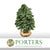 Christmas 'Trees' on trunk (Man made) (Various Sizes)
