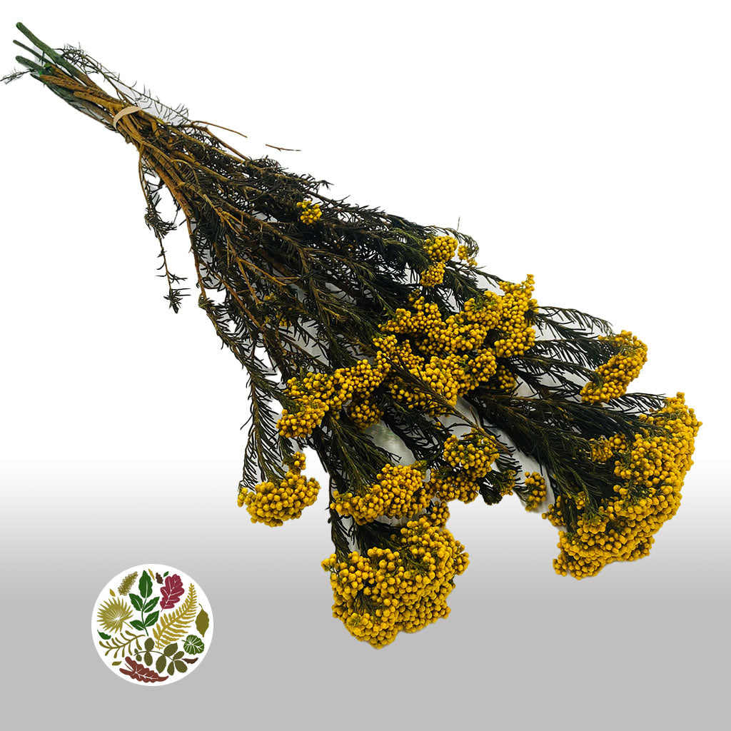 Rice Flower (Various Colours) (DRY) 70cm (100g)