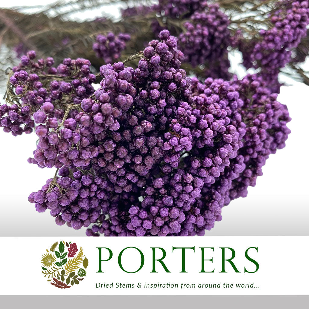 Rice Flower (Various Colours) (DRY) 70cm (100g)