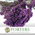 Rice Flower (Various Colours) (DRY) 70cm (100g)