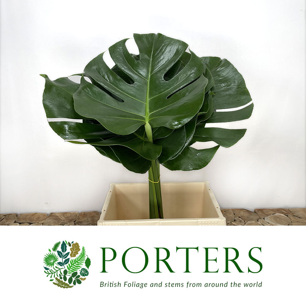 Monstera 'Leaves' (Various Sizes)