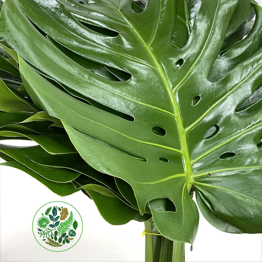 Monstera 'Leaves' (Various Sizes)