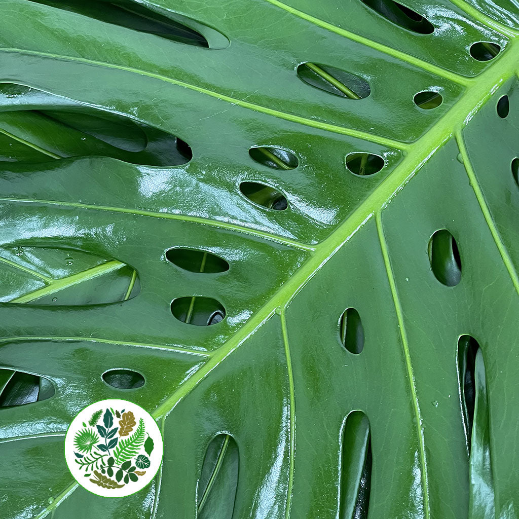 Monstera 'Leaves' (Various Sizes)