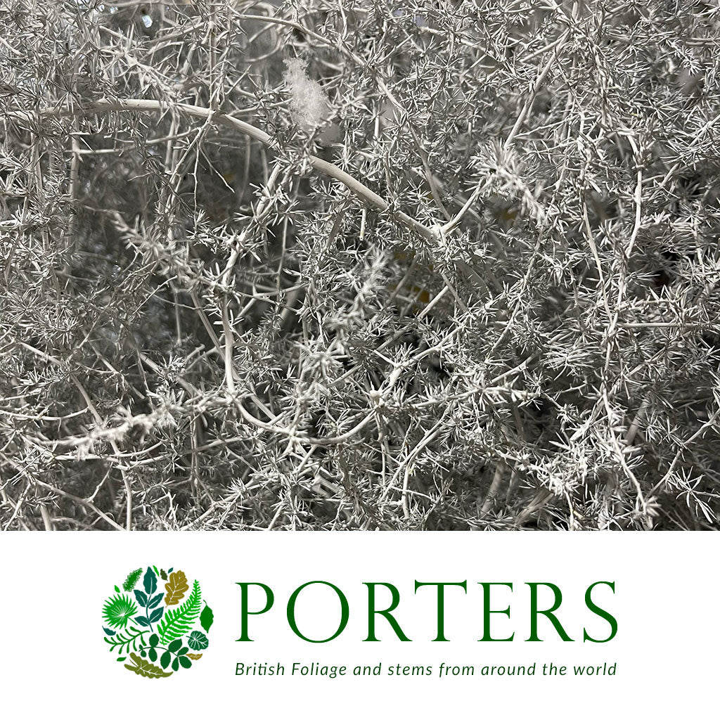 Sprengeri &#39;Asparagus Fern&#39; Trailing (Various Colours) Wild Painted 1m (x25)
