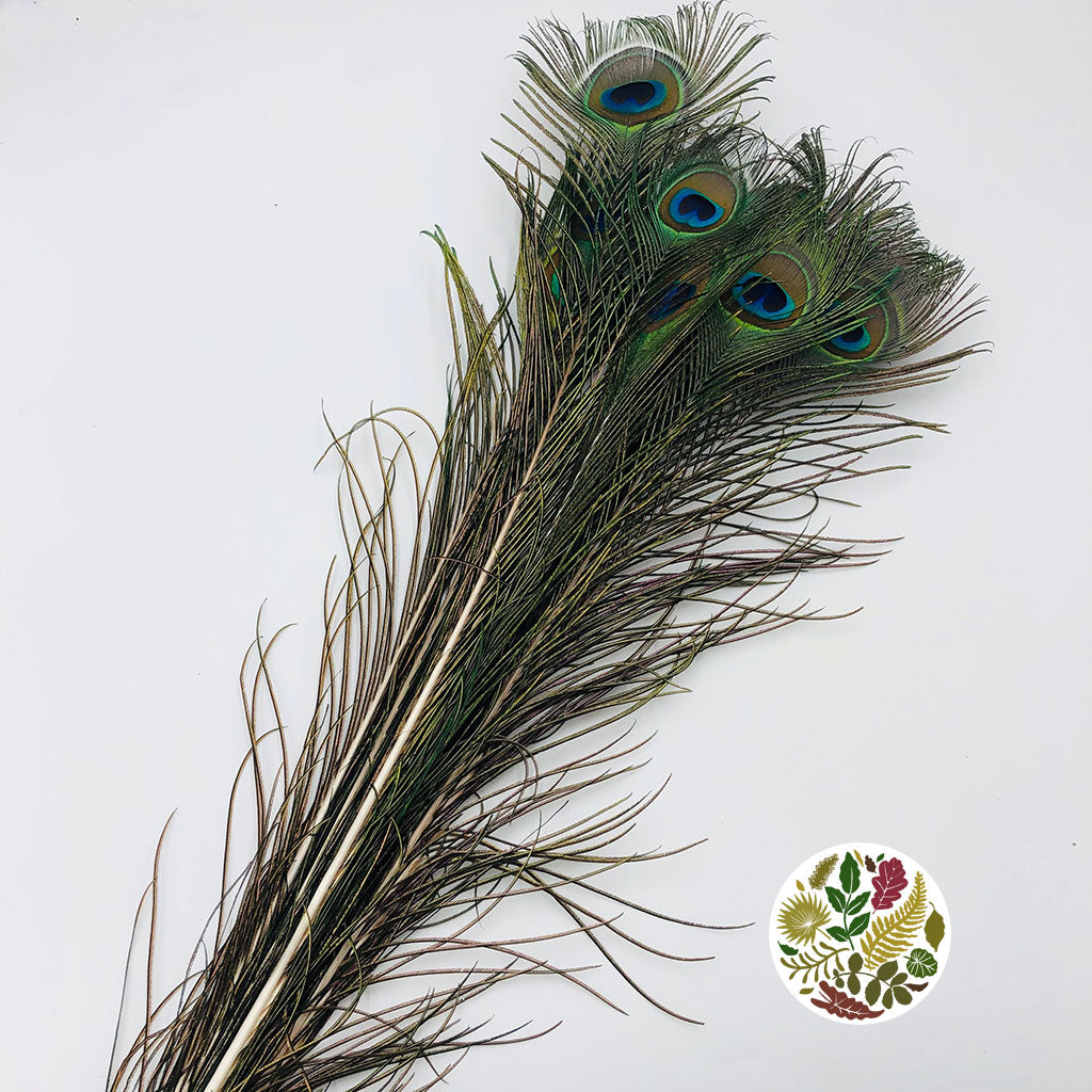 Feathers &#39;Peacock&#39; (Natural) (DRY) (Various Lengths) (x10)