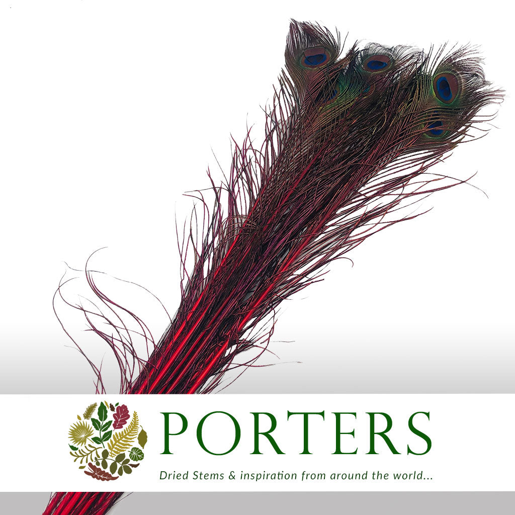 Feathers &#39;Peacock&#39; 90-100cm (x10) (Various Colours)