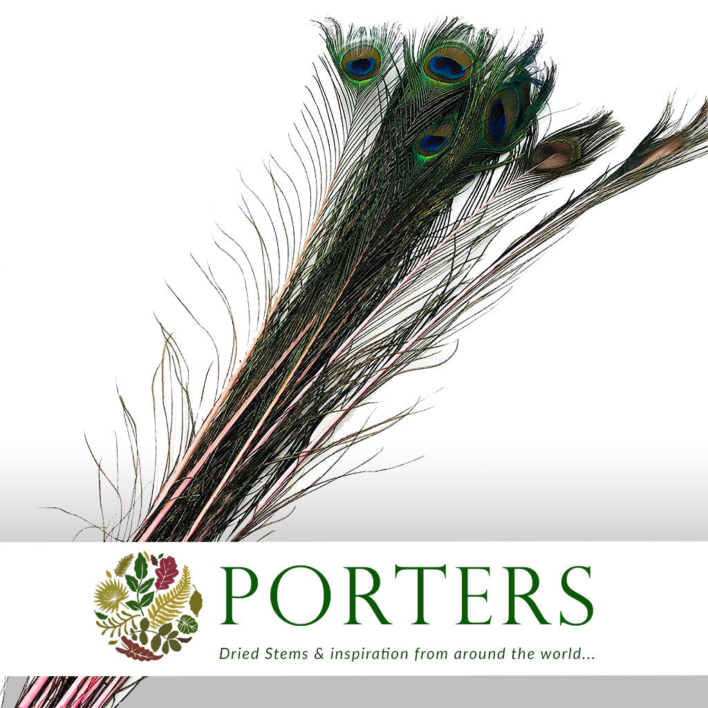 Feathers 'Peacock' 90-100cm (x10) (Various Colours)