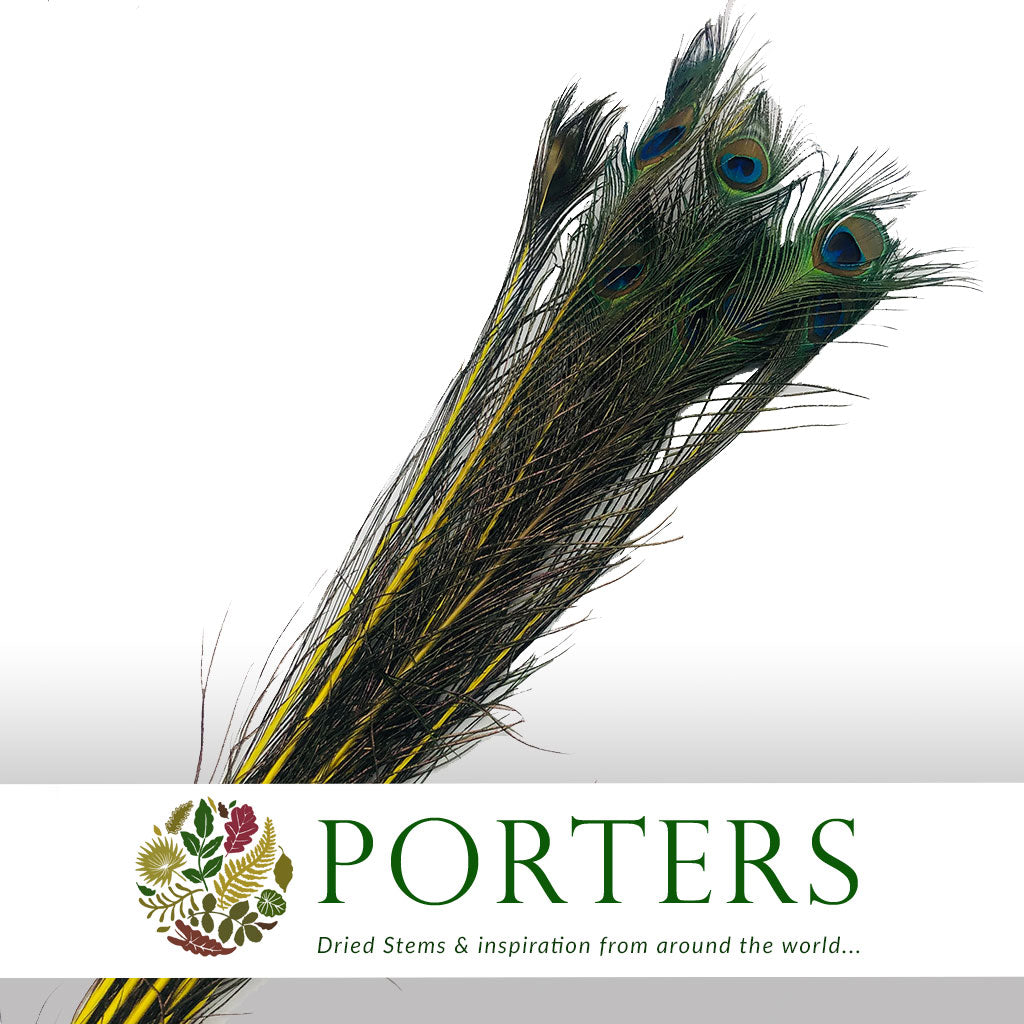 Feathers &#39;Peacock&#39; 90-100cm (x10) (Various Colours)