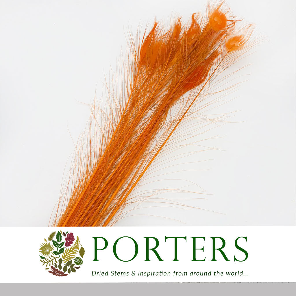 Feathers &#39;Peacock&#39; 90-100cm (x10) (Various Colours)