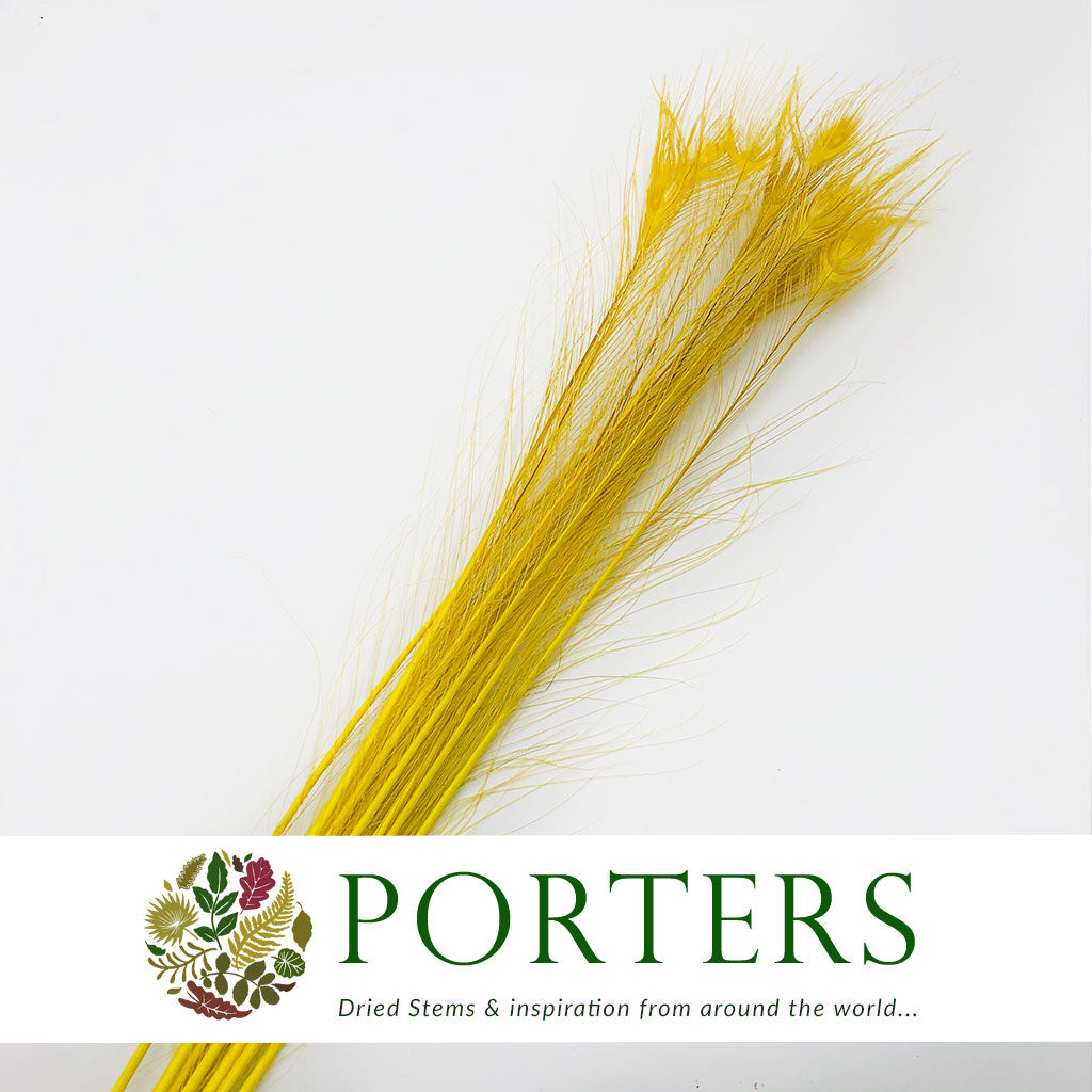 Feathers &#39;Peacock&#39; 90-100cm (x10) (Various Colours)