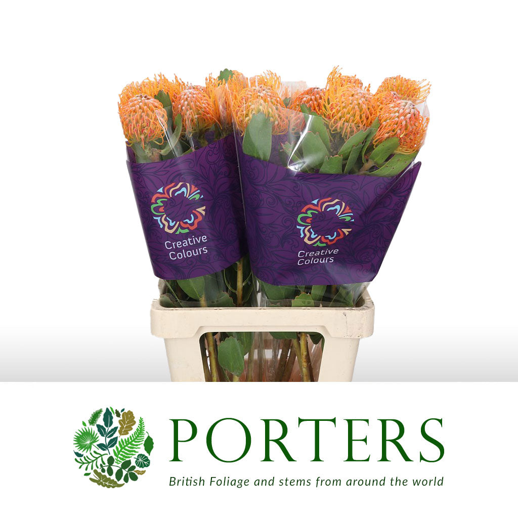 Pincushion Protea 'Soleil' (Various Lengths)