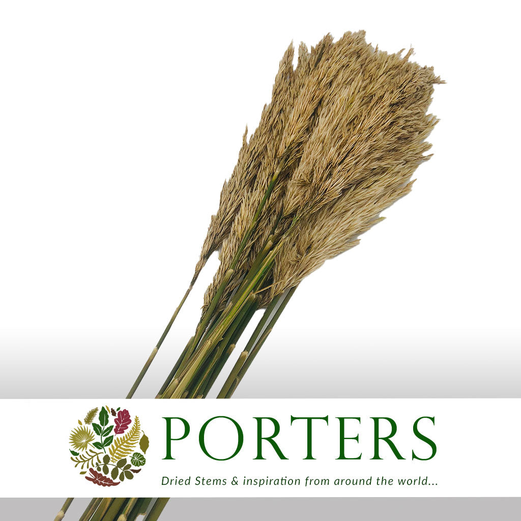 Ivory Reed Turf Plume Reed Grass (Preserved) (DRY) (Various Colours) - Porters Foliage Ltd