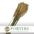 Plume Reed Grass (Preserved) (DRY) (Various Colours)