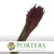 Plume Reed Grass (Preserved) (DRY) (Various Colours)