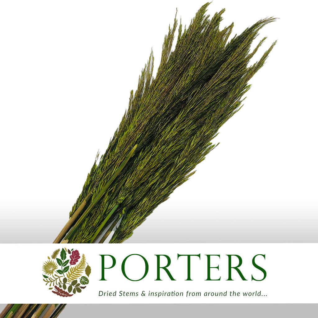Plume Reed Grass (Preserved) (DRY) (Various Colours)