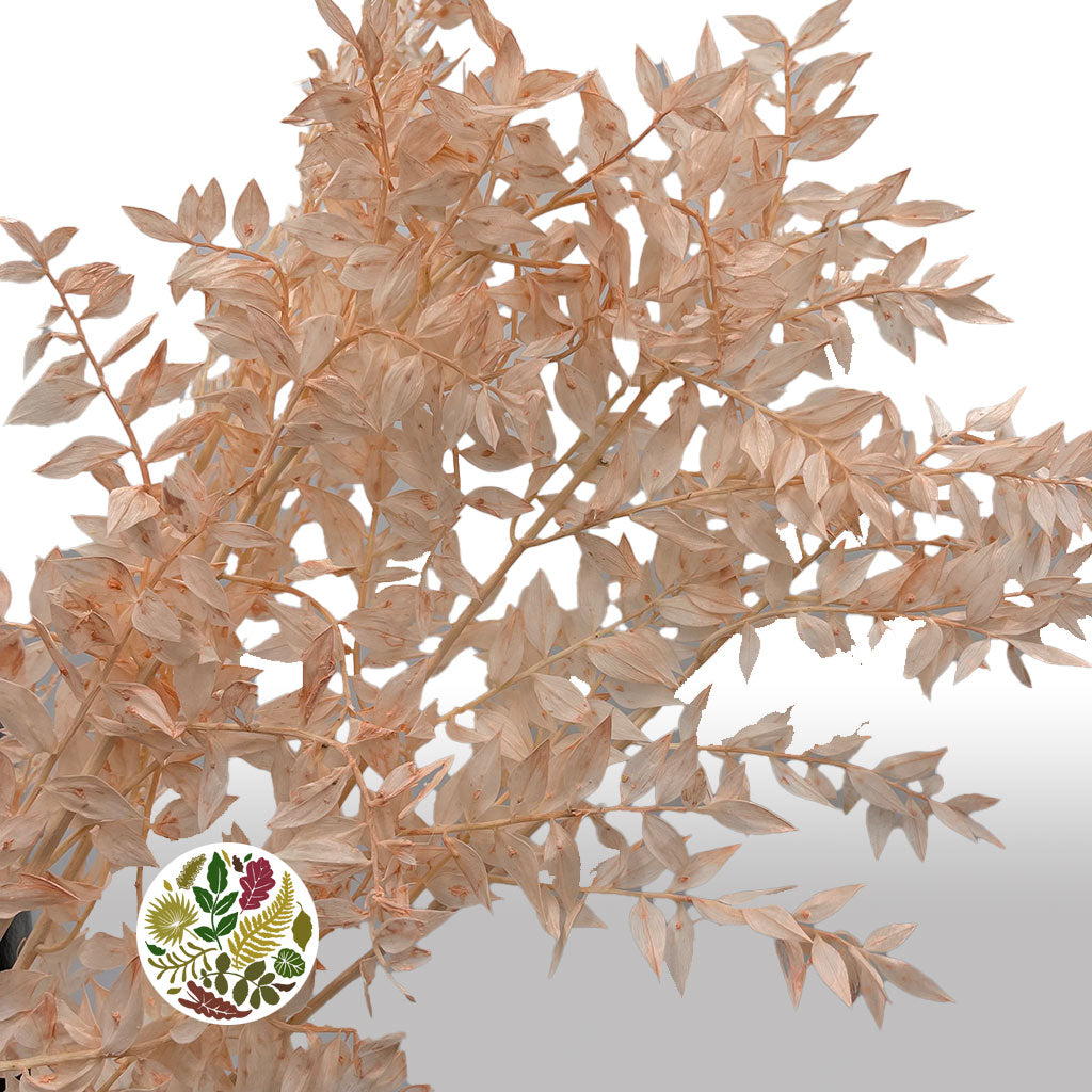 Ruscus 'Wild' (Coloured) (DRY) (x5) - Porters Foliage Ltd