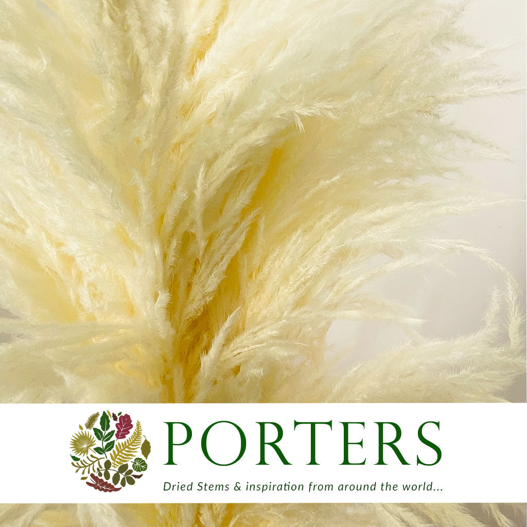 Grass 'Pampas' (Sacuara) (Bleached) (DRY) (Various Sizes)