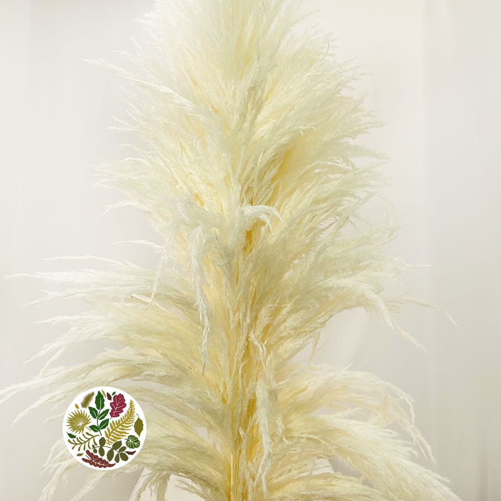 Grass 'Pampas' (Sacuara) (Bleached) (DRY) (Various Sizes)