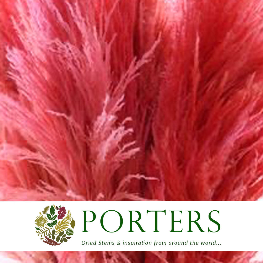 Grass &#39;Pampas&#39; (Sacuara) (Coloured) (DRY) (Various Sizes)