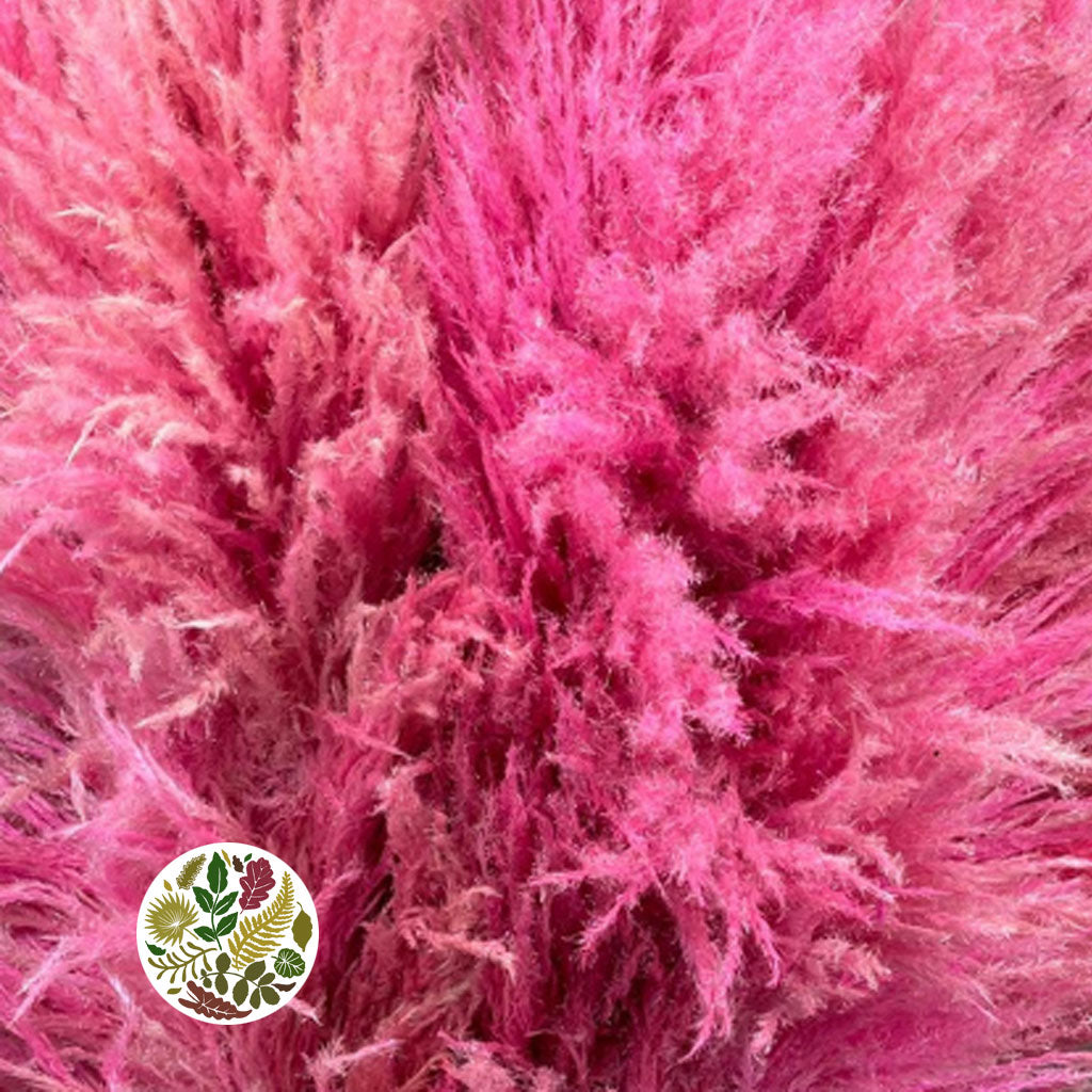 Grass 'Pampas' (Sacuara) (Coloured) (DRY) (Various Sizes)