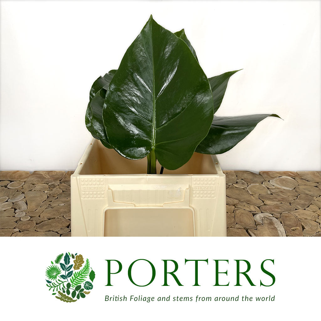 Monstera &#39;Leaves&#39; (Various Sizes)