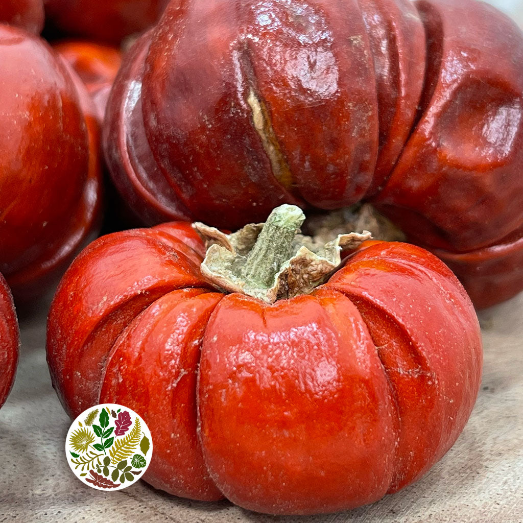Fruit 'Pumpkini 'Mini' (DRY) (Various Sizes)