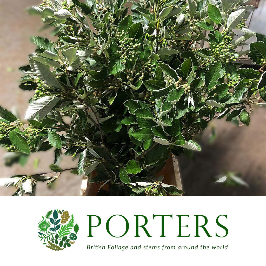 White Leaf 'With Berries' (Wild) Various Sizes)