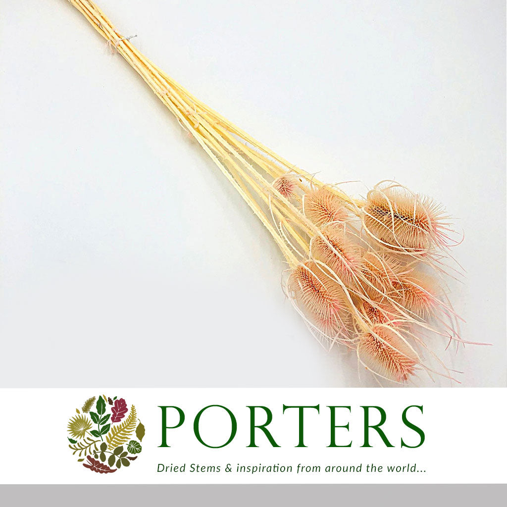 Thistle (Coloured/Bleached) (DRY) (Various Colours)