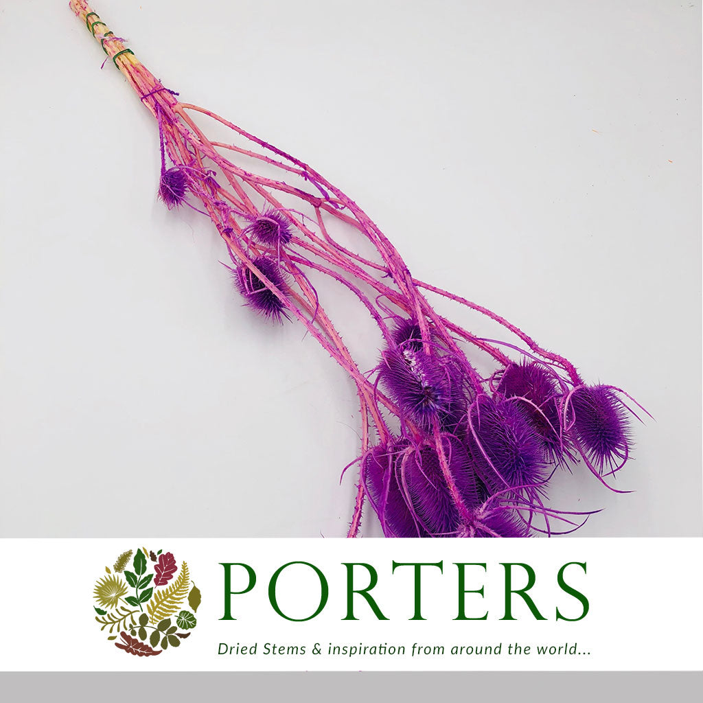 Thistle (Coloured/Bleached) (DRY) (Various Colours)