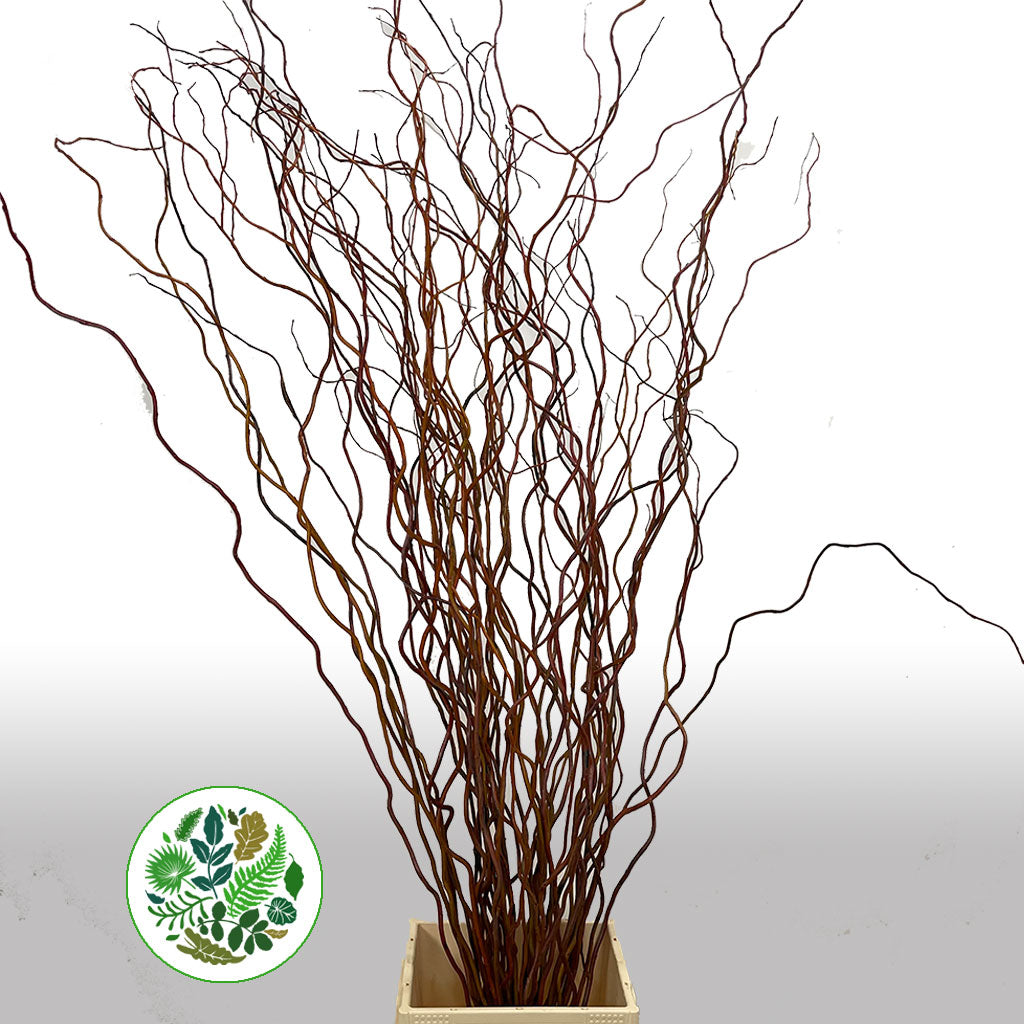 Salix 'Twisted Willow' (Cultivated) (Various Lengths)