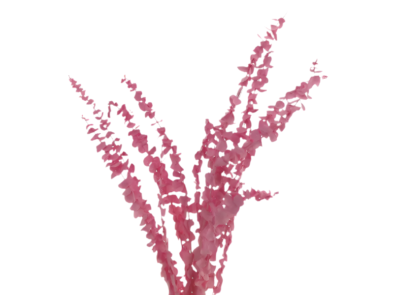 Eucalyptus &#39;Baby Blue&#39; (Pink-Light Pink) (Preserved) (DRY) (x10)