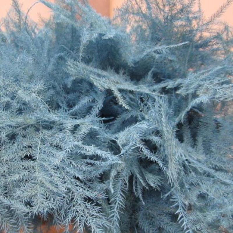 Fern 'Asparagus' (Painted) 85cm (Various Colours) (x50)