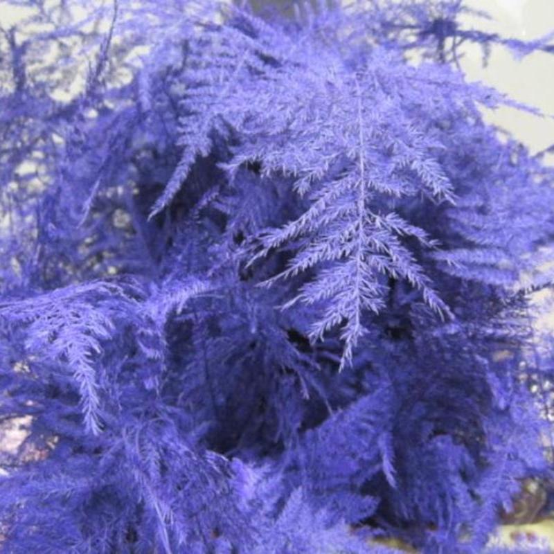 Fern 'Asparagus' (Painted) 65cm (Various Colours) (x50)