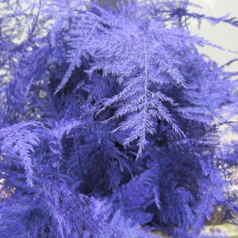 Fern 'Asparagus' (Painted) 85cm (Various Colours) (x50)