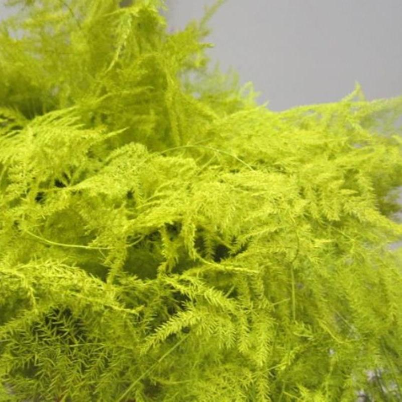 Fern 'Asparagus' (Painted) 65cm (Various Colours) (x50)