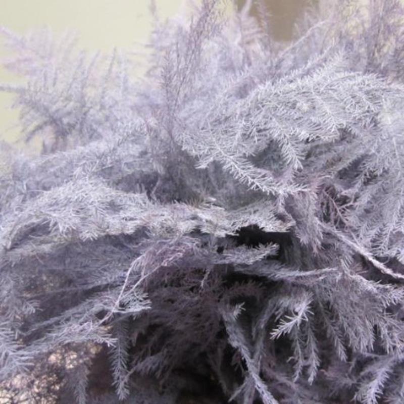 Fern 'Asparagus' (Painted) 85cm (Various Colours) (x50)