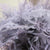 Fern 'Asparagus' (Painted) 85cm (Various Colours) (x50)
