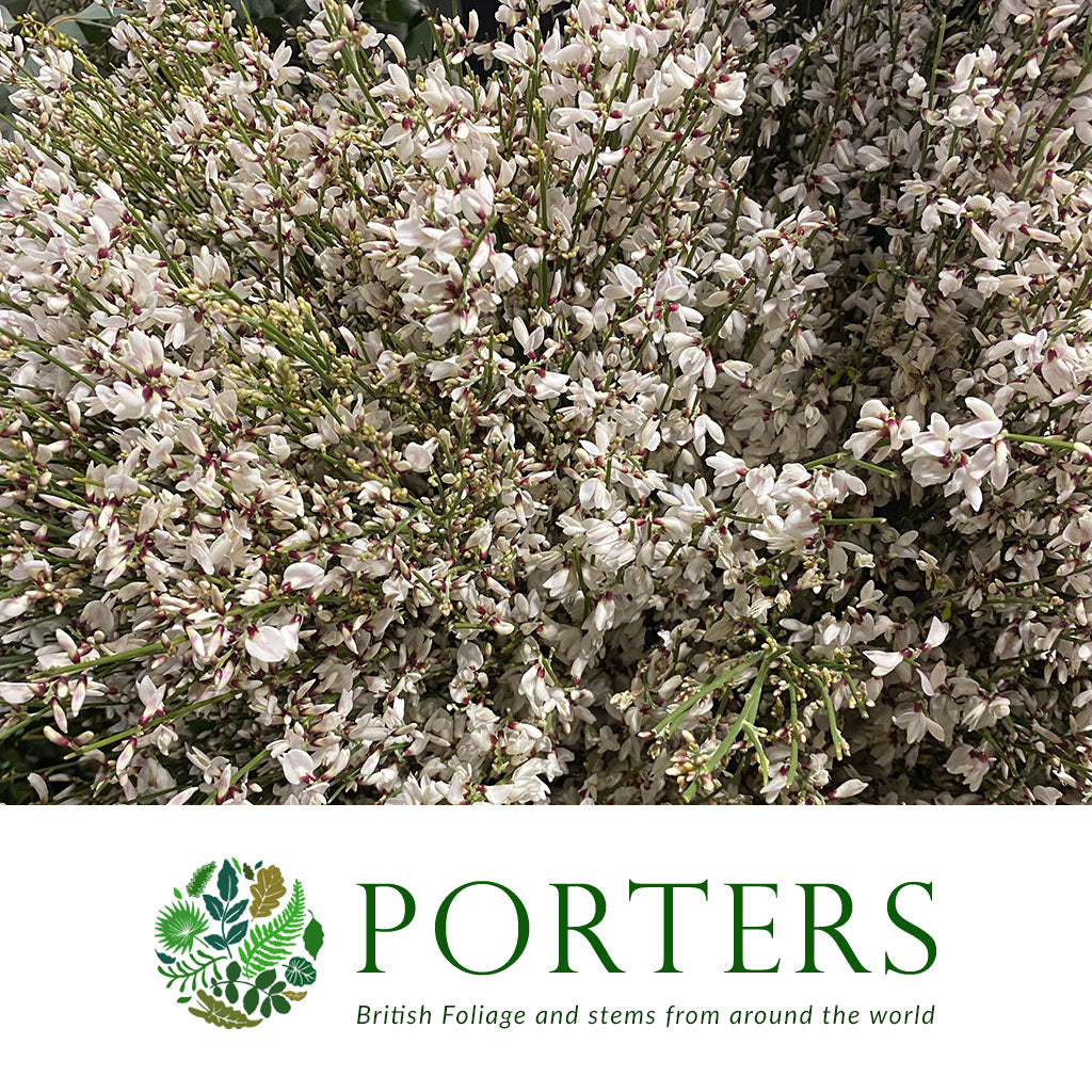 Genista 'Flower' (Various Colours)