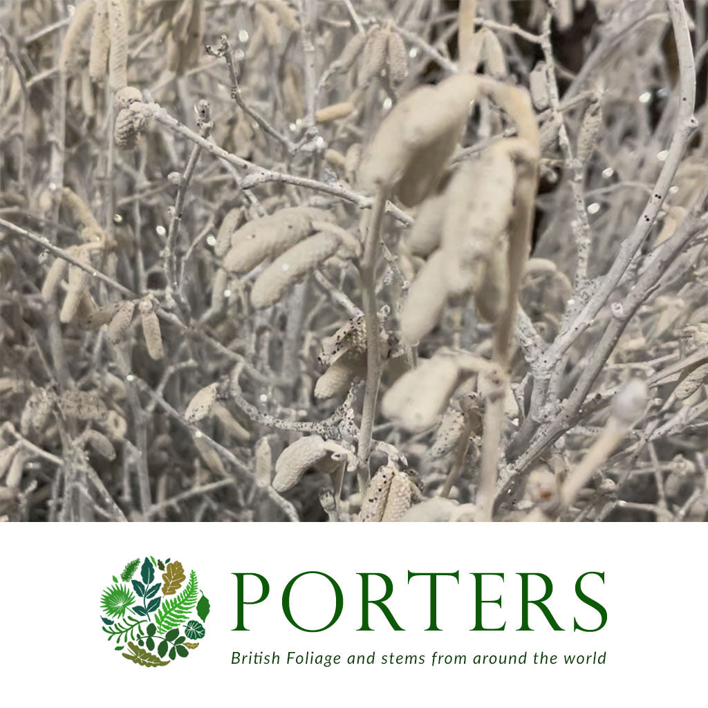 Hazel Catkin 5-6' Tall (Painted/Glitter) (Various Colours)