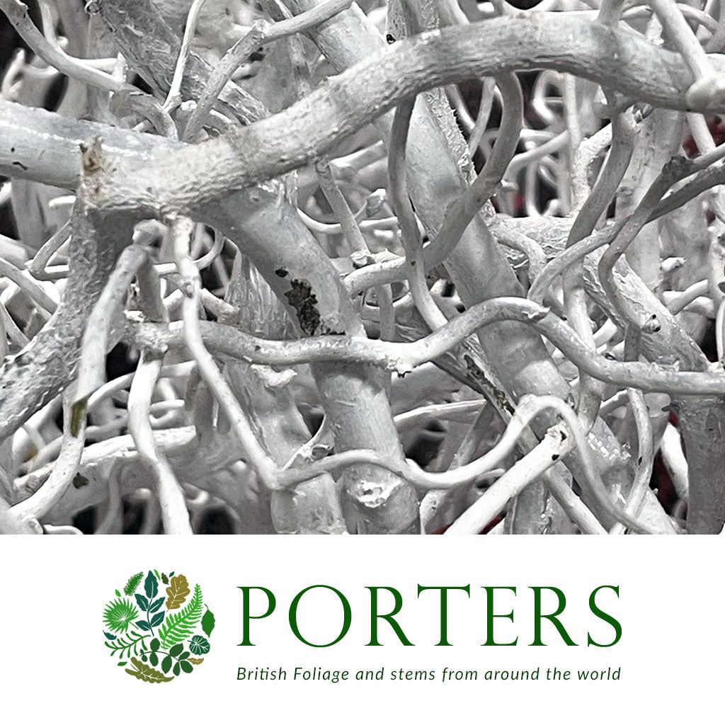 Twisted Hazel (Painted)(Corylus)(Various Colours)