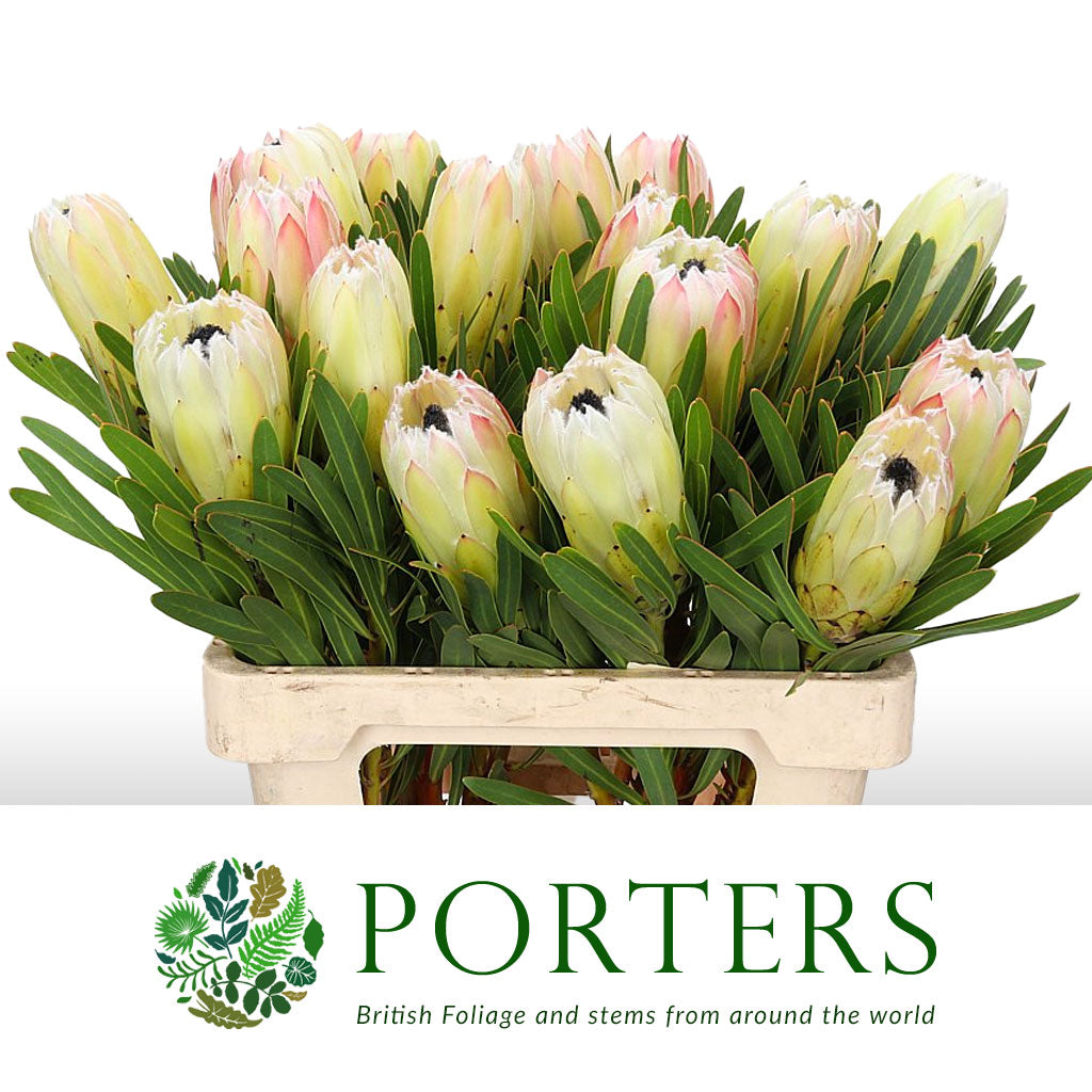Protea 'White Night' (Various Lengths)