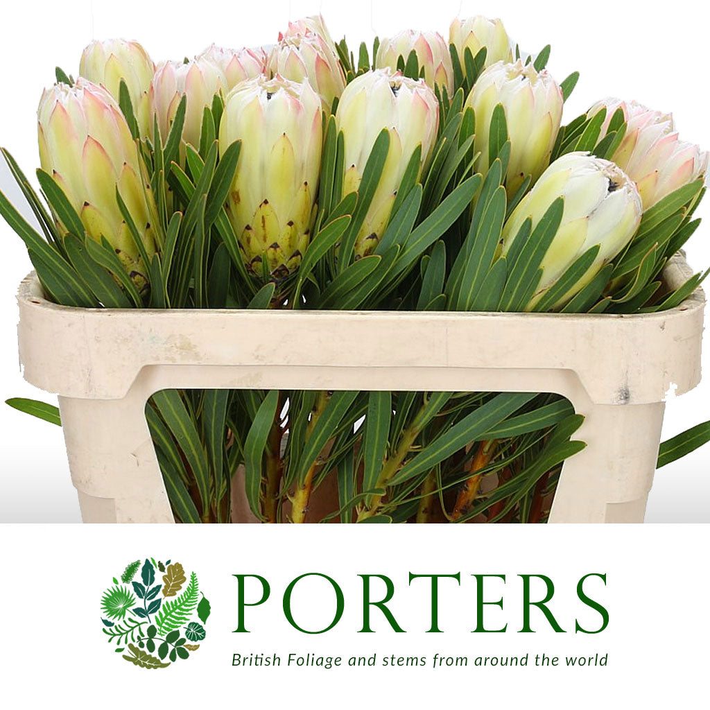 Protea 'White Night' (Various Lengths)