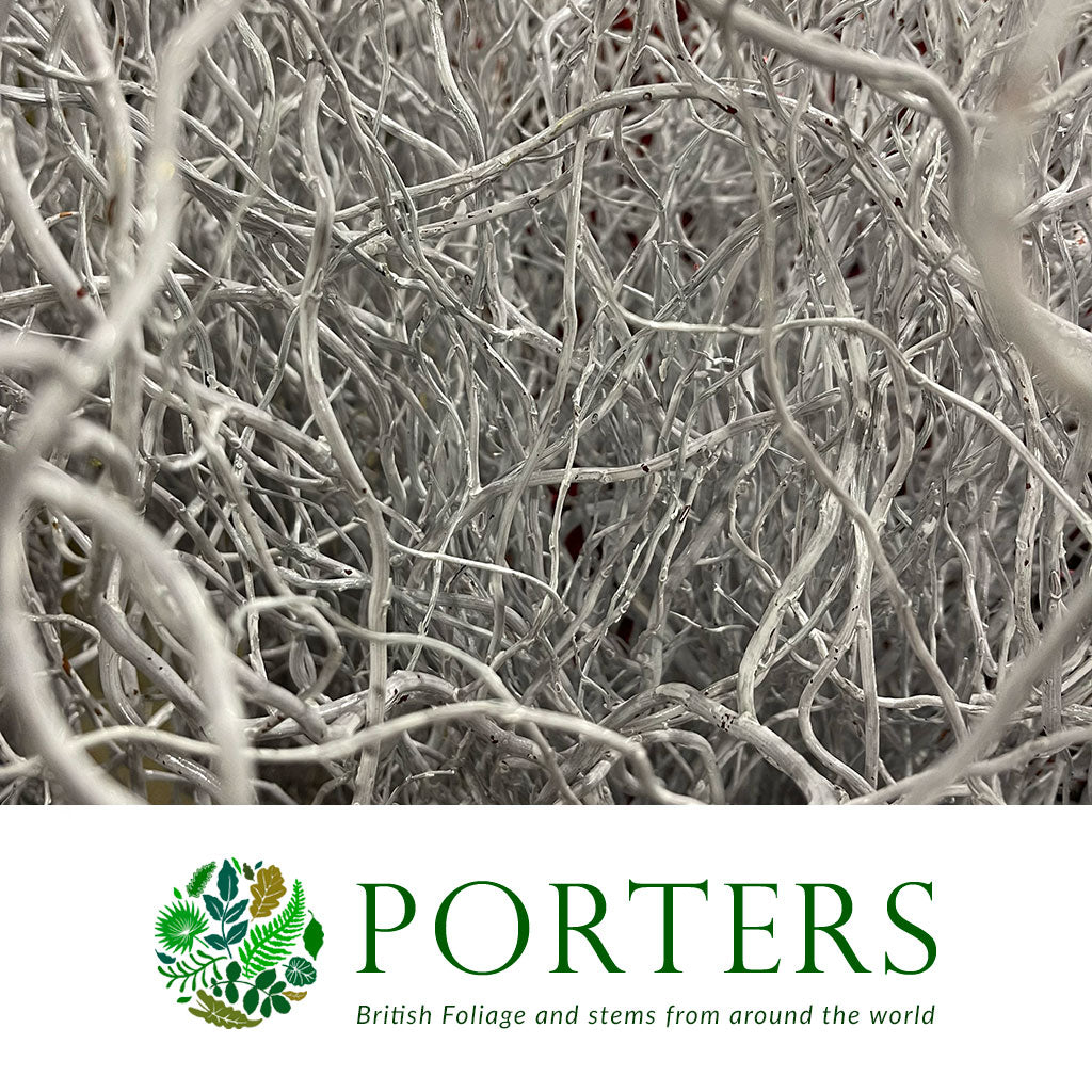 Salix 'Golden Curls' (Painted) Various Colours) 130cm (x50st)