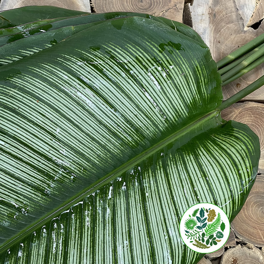 Calathea &#39;White Star&#39; Leaves (Various Lengths) (x10)