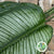 Calathea 'White Star' Leaves (Various Lengths) (x10)