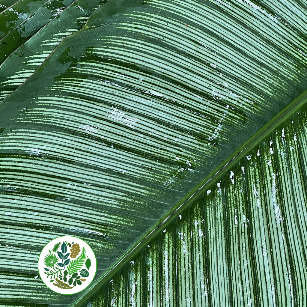 Calathea &#39;White Star&#39; Leaves (Various Lengths) (x10)