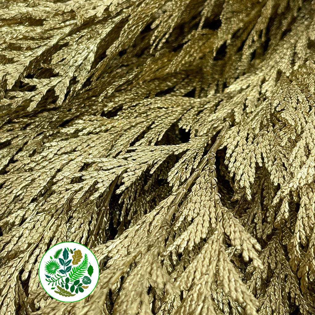 Conifer (Painted) (Various Colours)