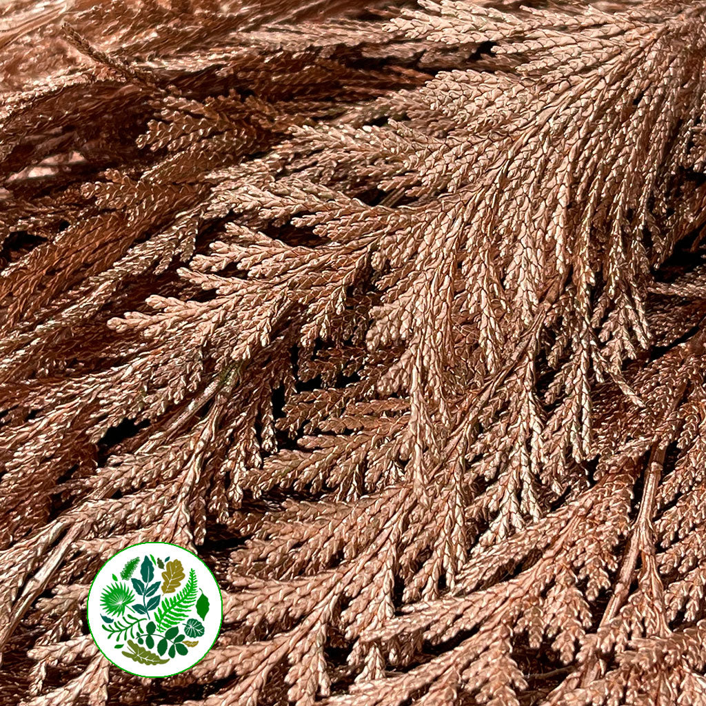 Conifer (Painted) (Various Colours)