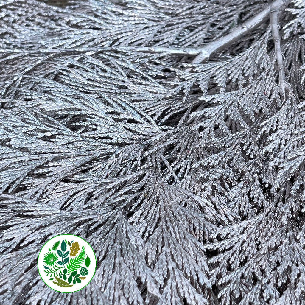 Conifer (Painted) (Various Colours)